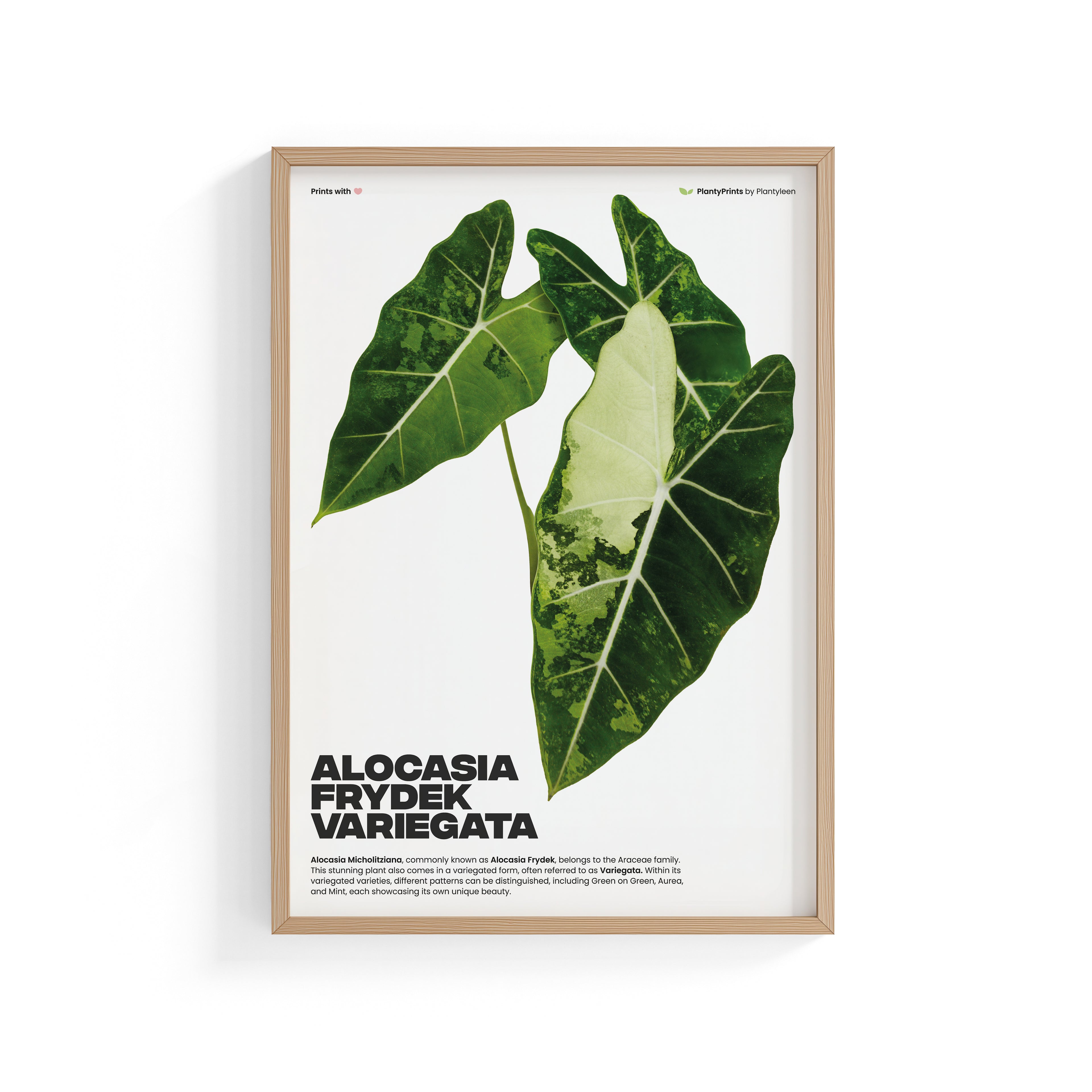Alocasia Frydek Variegata (Print)